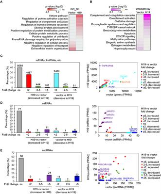 LncRNA H19 Suppresses Osteosarcomagenesis by Regulating snoRNAs and DNA Repair Protein Complexes